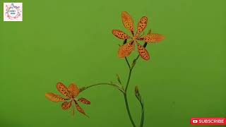 Dancing Blackberry Lily | Leopard Flower | Orange Colour Flower | 3