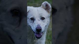 The Exceptional Skills of Romanian Shepherd [Dogs]  #naturephenomena #ytshorts #usa