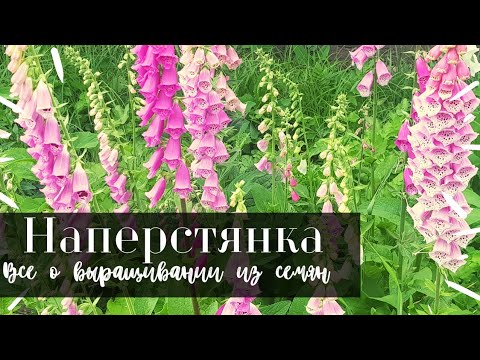 Видео: Сбор семян наперстянки: узнайте, как сохранить семена наперстянки для посадки