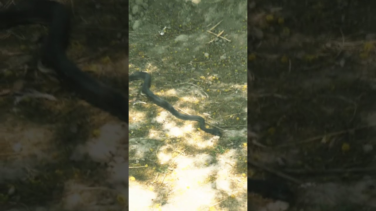 Big chitari wala snake 