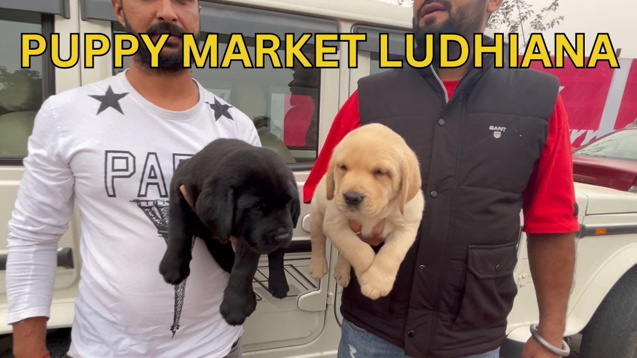 Puppy market in India at cheapest rates Wholesale Dog market outside