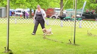 20230428 Löwchen Breed Judging in Bear DE at Lums Pond St Park