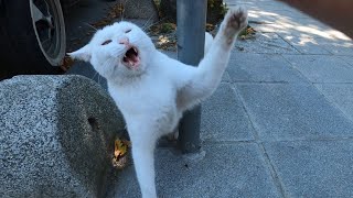 What happened to youtube most famous Angry White Cat?