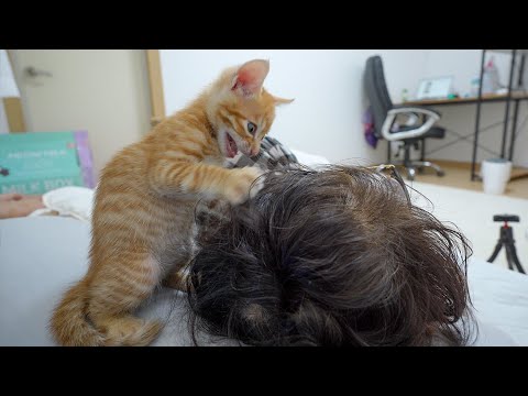The End of the Kitten that Woke the <strong>Butler</strong> Up Like Crazy