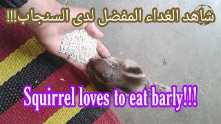 What is Moroccan squirrel's favorite food?? !!!!شاهد السنجاب المغربي بدون قفص يحب اكل الشعير
