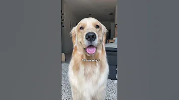 Tell me why🥺 #dogs #shorts #dogmom #funnydogs #comedy #tiktok #reels #goldenretriever