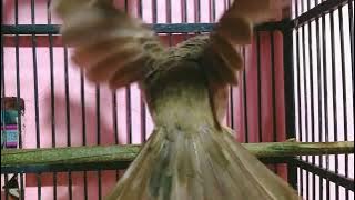 Trucukan vs Perkutut Tarung Suara