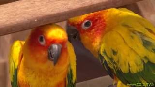 Les Conures Soleil Les Conures Soleil