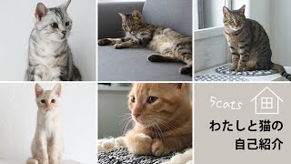 【わが家の猫紹介2020夏】猫5匹と暮らすおひとりさま/一人暮らし/フリーランス