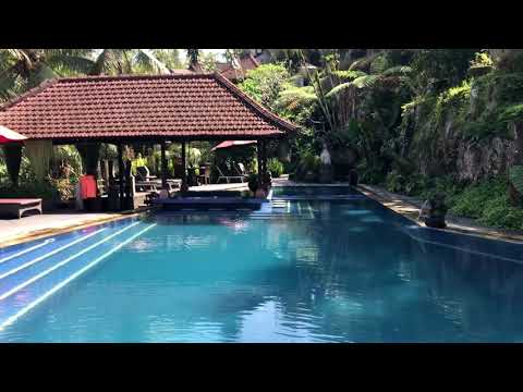 Vídeo: Hotel Em Bali Oferece Terapia Para Filhotes