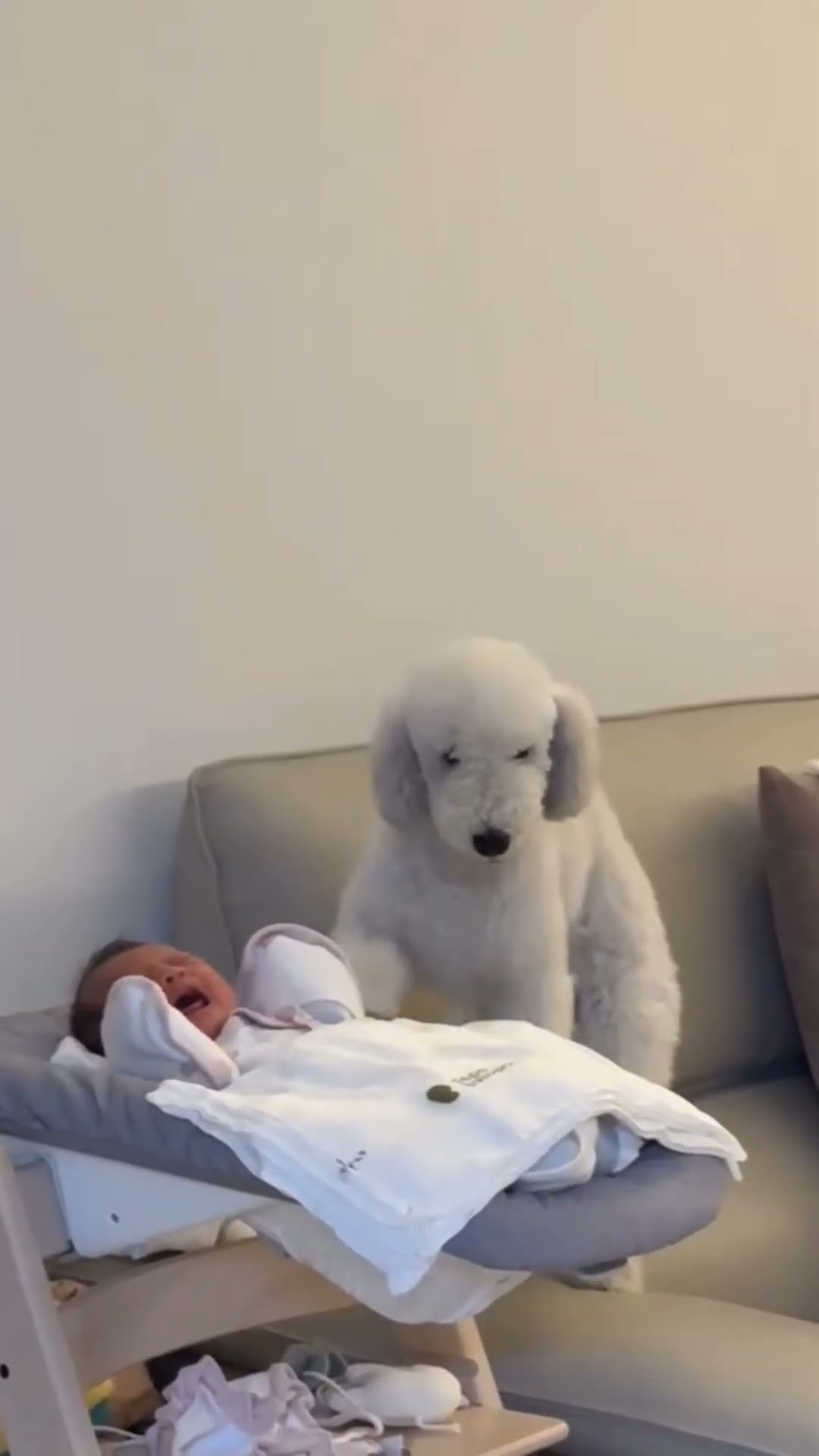 Bébé  avec grand chien ? ? ? ? #cat #doeshestillthinkaboutme #chatonmignon