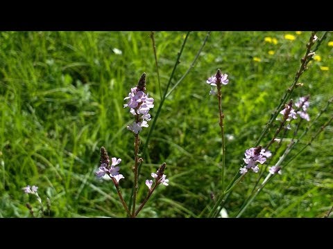 Vidéo: Verbena Officinalis - Médecin Universel