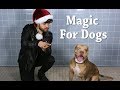 Watch some adorable dogs lose it over a magic trick