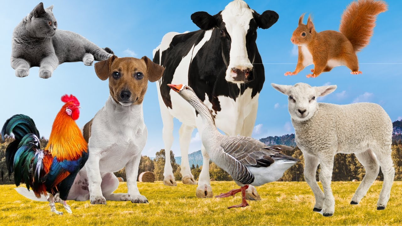 Farm animals Dog, Cat, Calf, Elephant, Geese, Donkey, Rabbit, Horse
