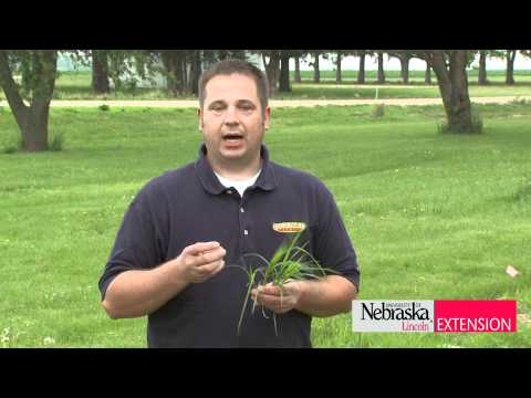 Controlling Nutsedge