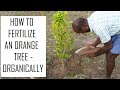 Organic fertilizer for Orange trees / How to fertilize orange trees  / Organic orange farming