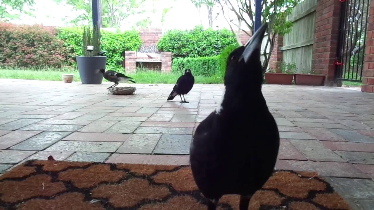 Australian Magpie Chicks Oz Birds Backyard Birds