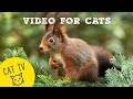 Video For Cats SQUIRRELS on screen 😻 Entertainment for cats | CAT TV | Cat Games