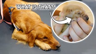 Emergency Vet Visit for My Golden Retriever + her PUPPY! | Episode 11