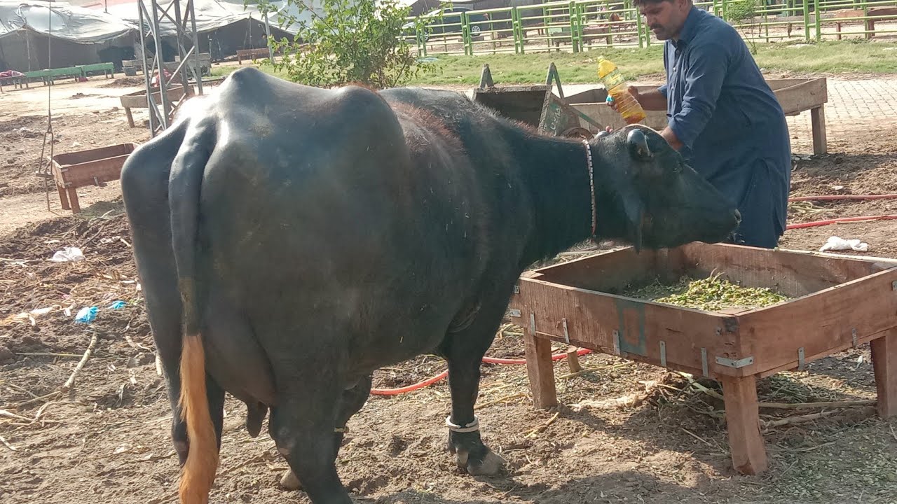 3 beautiful buffalo for sale chichawatni Mandi Gujjar TV Arif wala