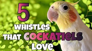 5 Whistles COCKATIELS Love! – Teach and Entertain Your Bird (COCKATIEL SINGING)