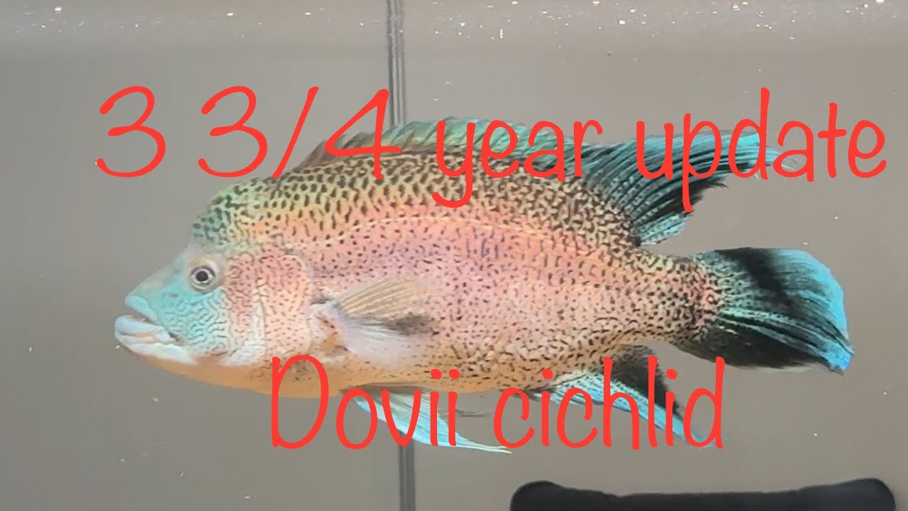 3 3/4 year update Dovii Cichlid 