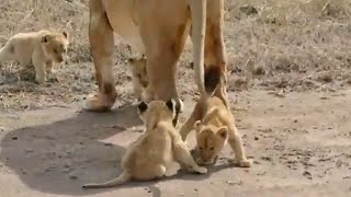 세렝게티 국립공원 사자 아기들 6남매 lion cubs