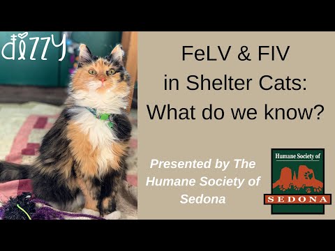 वीडियो: आश्रय बिल्लियों में FIV और FeLV: परीक्षण कब करना है या नहीं करना एक आर्थिक दुविधा बन जाता है