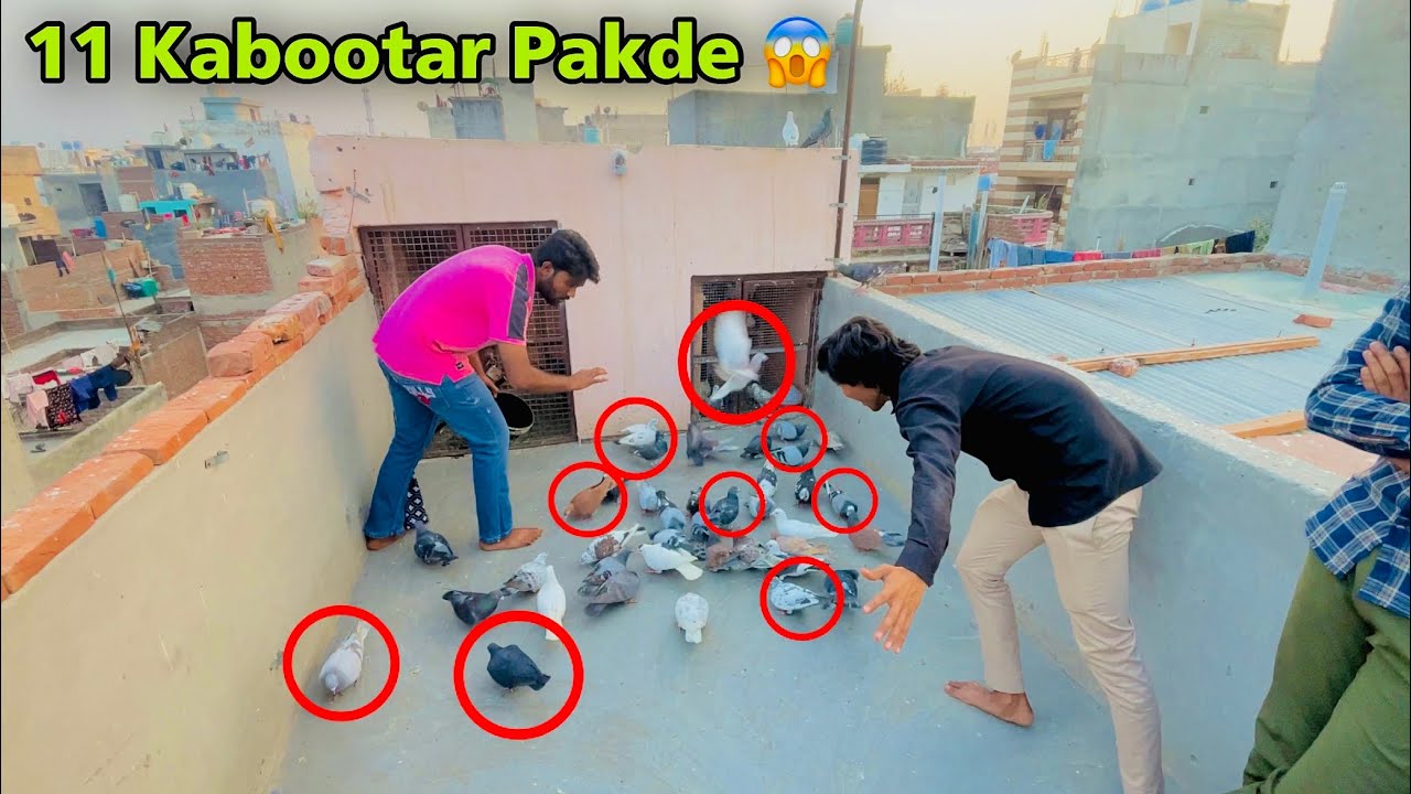 11 Kabootar pakde | 1 हाथ में 11 कबूतर पकड़े 😱 सेहदी के