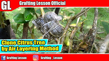 Air Layering Method On Citrus Tree | Most Popular Method To Propagate Fruit Trees