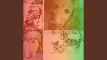 Breathtaking Chill Out - Vibe for Caring for Dogs