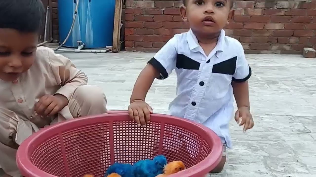 chotty vloggers catching baby chicks and ducks || daily vlogs || chotty vloggers channel 