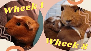 Pregnant guinea pig | 2 Months' Journey from week 1 to week 8 | Pregnant guinea pig stages