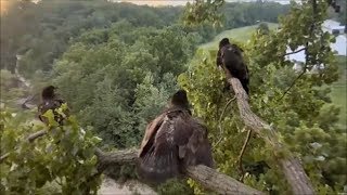 Decorah Eagles- 3 Eaglets And Some Excitement On The Y Branch