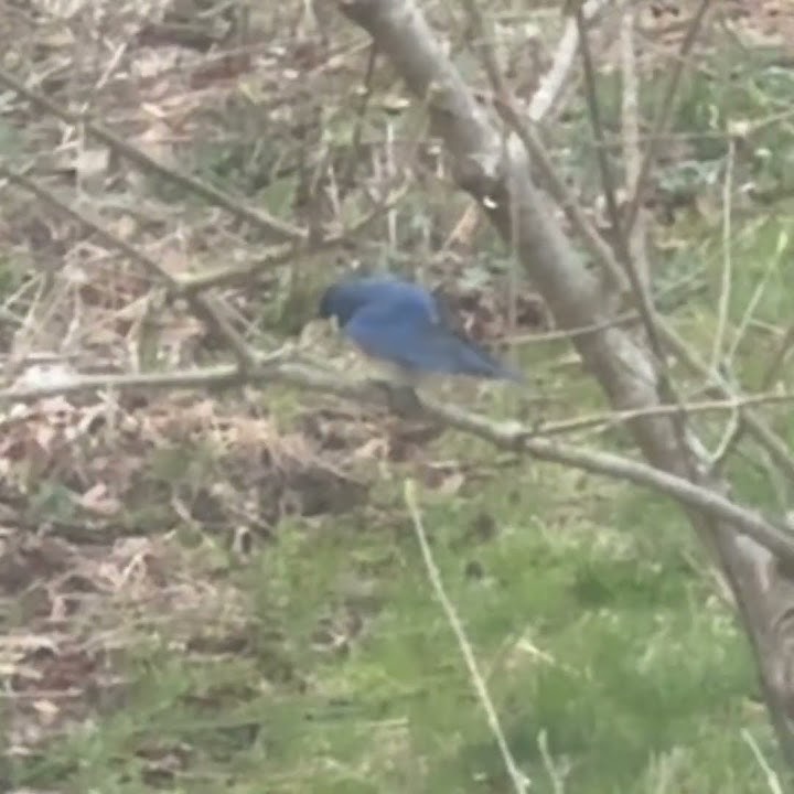 Bluebird of Happiness