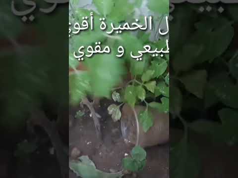 أقوى وأفظل محلول خارق جرب بنفسك قبل فوات الاوأن هيا جرب بسرعة  زراعت اكسبلور  زرا