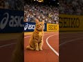 にゃんブンBOOM 爆走編　MV #cat #music