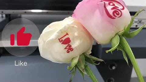 Amazing, Jucolor UV printer personalized printing on roses, how to print logo on flowers roses