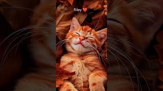 Riley ❤️ #usashorts #usacats #usashorts #usaphotographer
