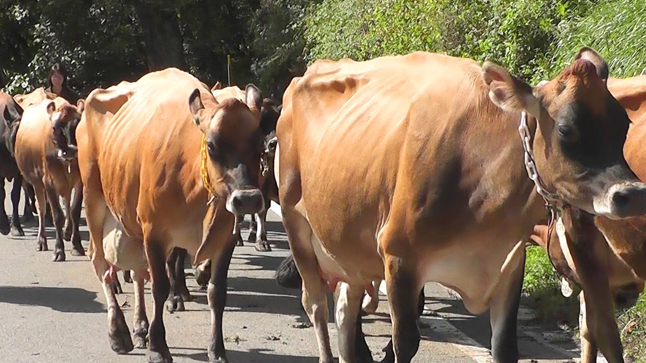Kozu Ranch: Famous for its 130-Year-Old Cow Parade (Shimonita Town