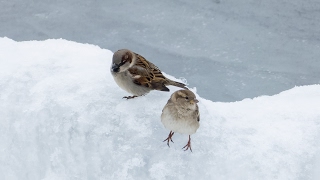 Домовый воробей (Passer domesticus) Домовый воробей (Passer domesticus)