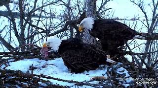 Decorah North 🤣🦅 Christmas Grinch Mr North steals food from  DNF (explore.org 12 11 2021)