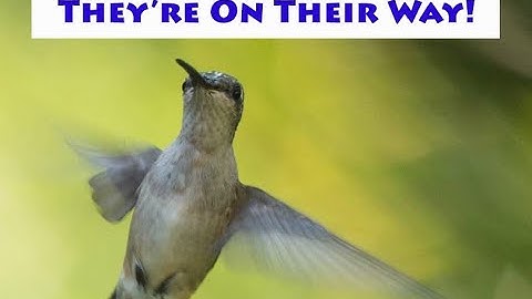 When Will the Hummingbirds Return?