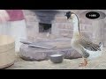 美女用一隻18斤的獅頭鵝，做出來一道地道美食，看得我口水直流！