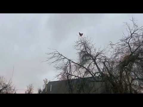 HOUR OF SCREAMING CHICKEN ON A TREE 