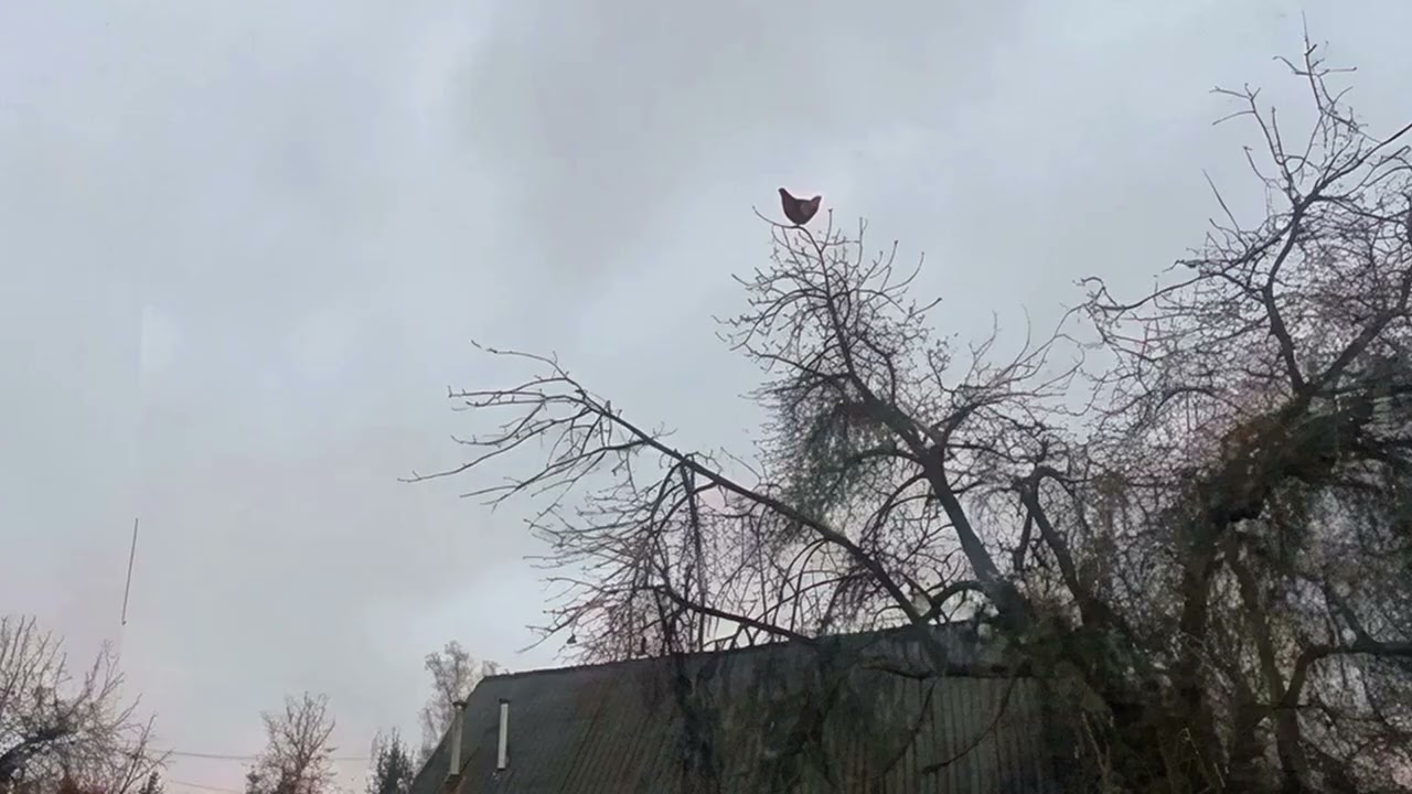 HOUR OF SCREAMING CHICKEN ON A TREE