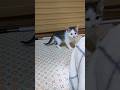 子猫さん、このあと大変な事になっちゃった😺💦 #cat #kitten #gatto #好きな子猫 #kitty #子ネコ #猫のいる暮らし #エウレカねこ部