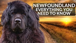 Newfoundland 101! Everything You Need To Know About Owning A Newfoundland Puppy