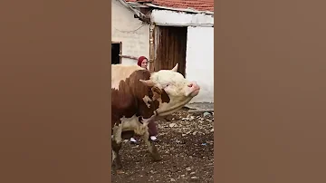 Bir Ton İşimiz Var Shorts 