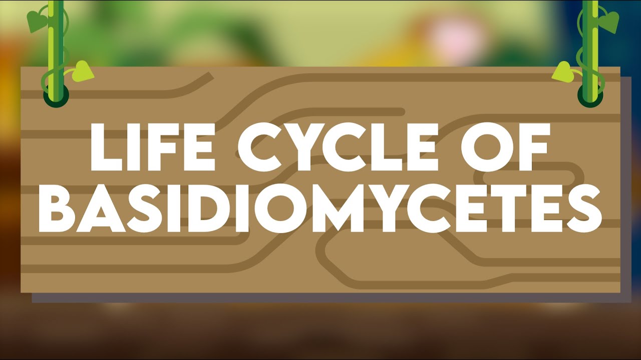 Basidiomycetes Life Cycle Class 11 | Biological Classification | NEET 2025